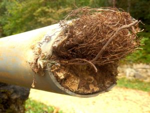 Tree roots growing in main drain line 