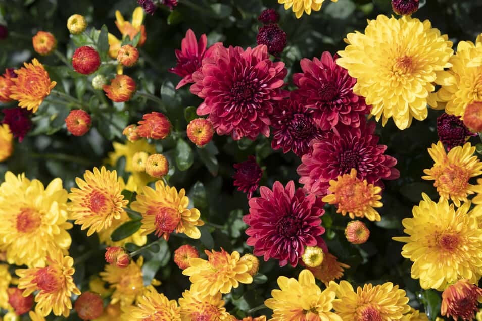 Chrysanthemum