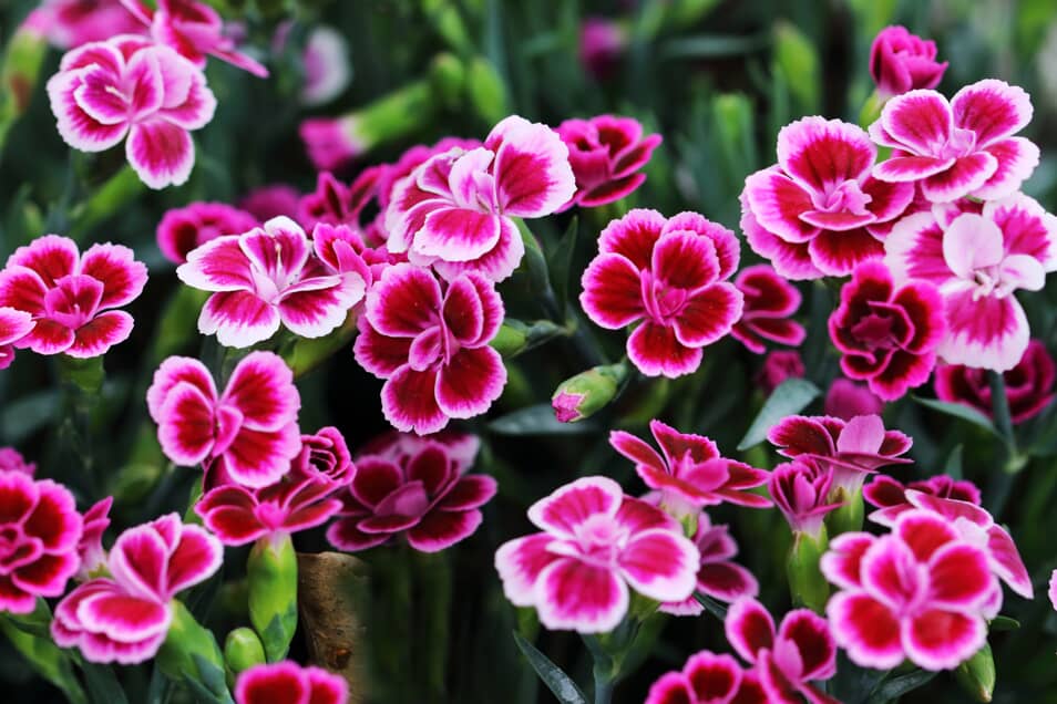 dianthus