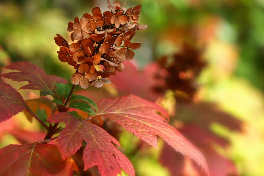 Oakleaf hydrangea