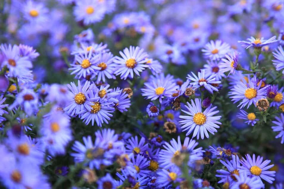 Aster