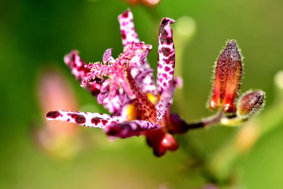 toad lily